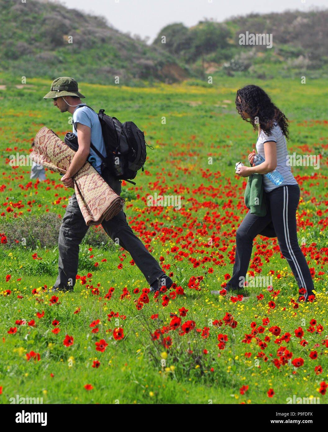 Spring Anemones field Hike, Israel Stock Photo
