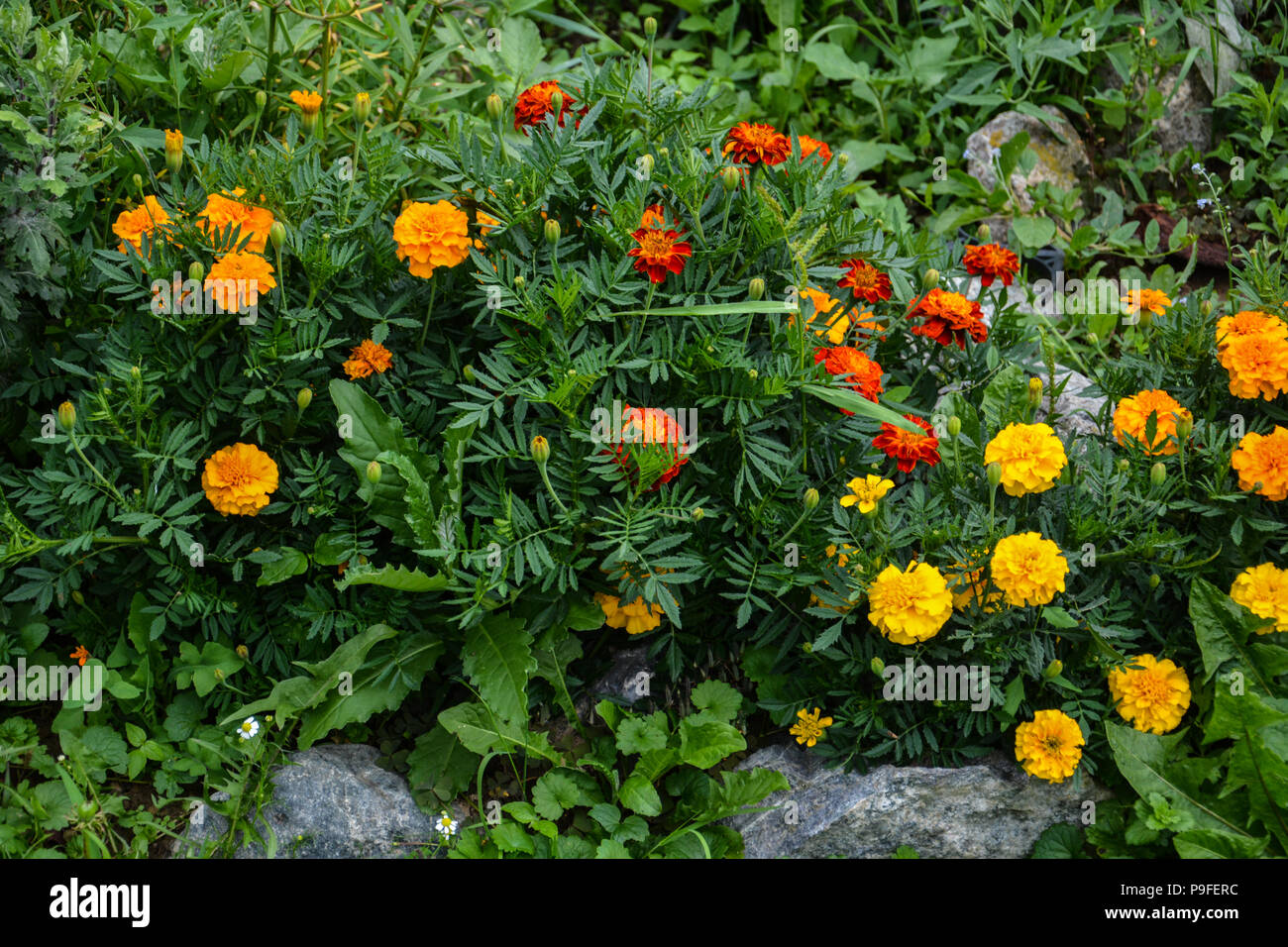 ellow, orange and red flowers on flowerbed in summer. Varicolored flowerbed.Blossoming flowerbeds in the park.Colorful  Flowerbed and Path in a garden Stock Photo