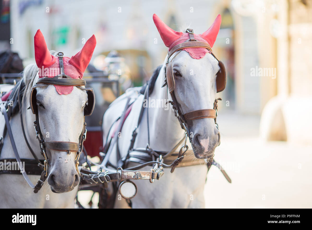 Traditional horse coach Fiaker in Vienna Austria Stock Photo - Alamy