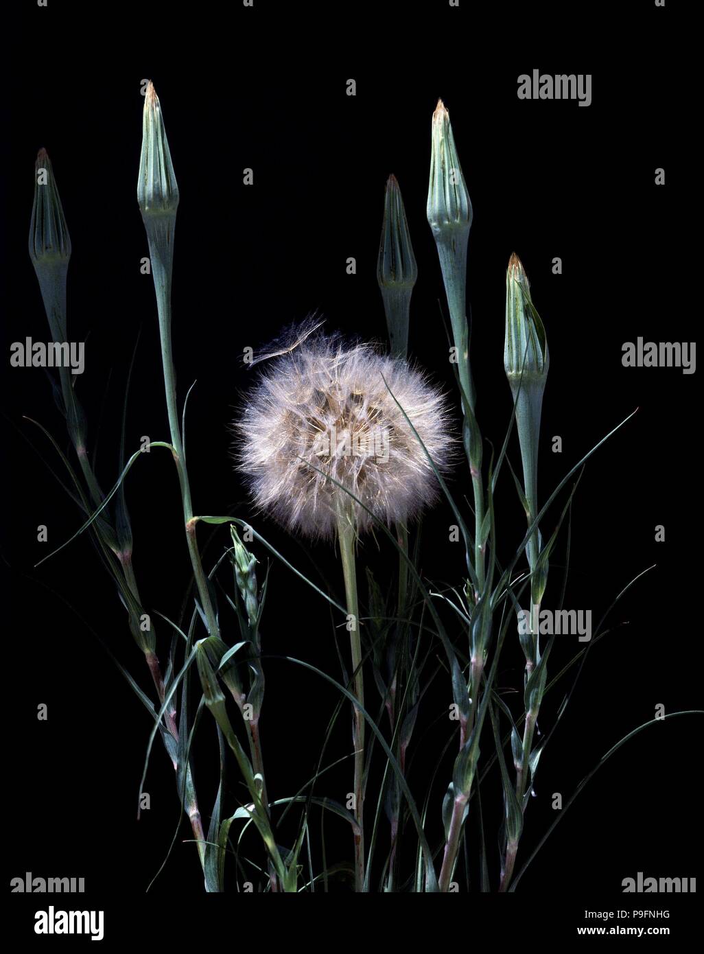 SOPLABOBOS 'CREPIS ALBIDA VILL'. Stock Photo