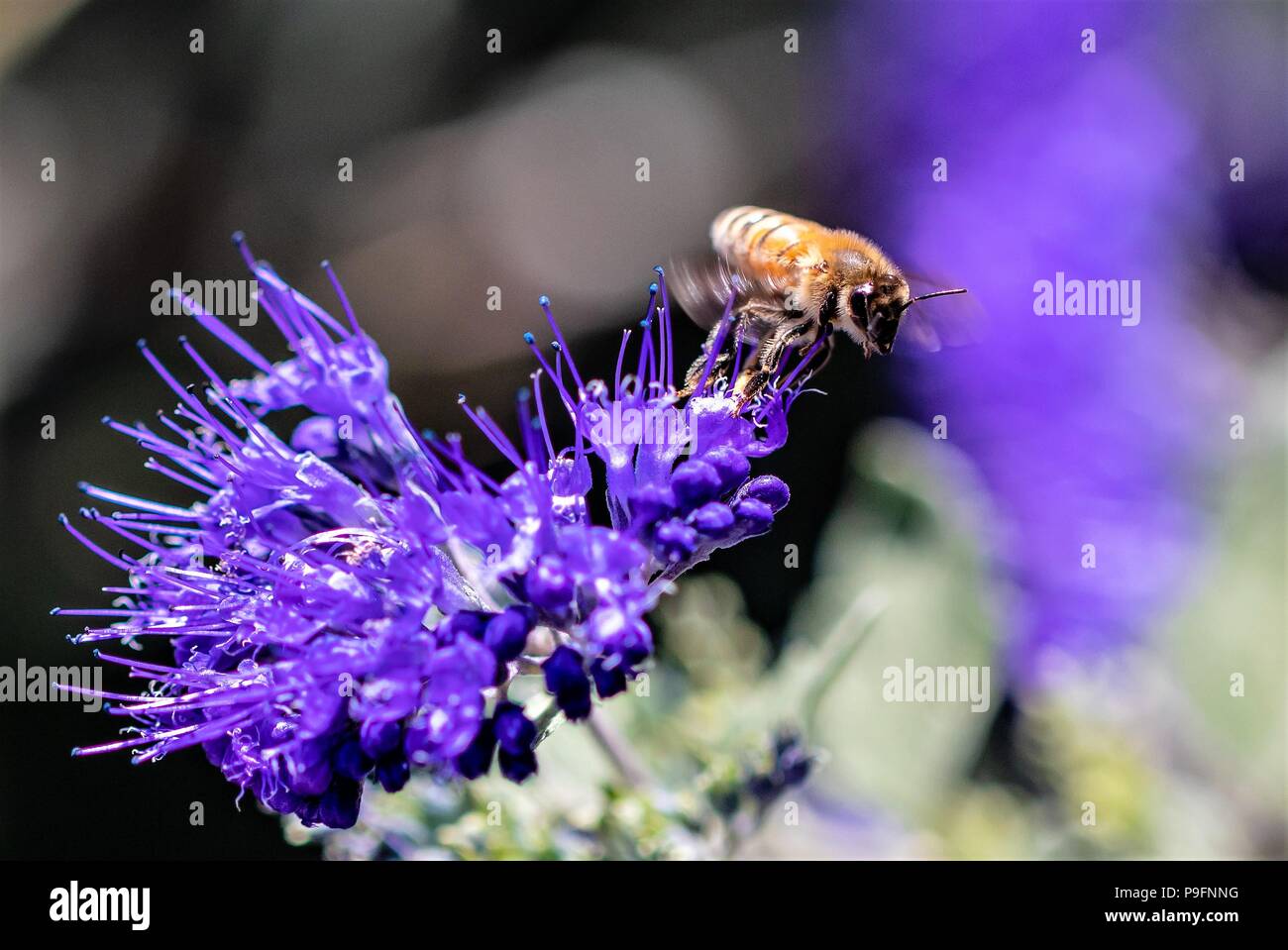 Honey bees on purple flowers Stock Photo