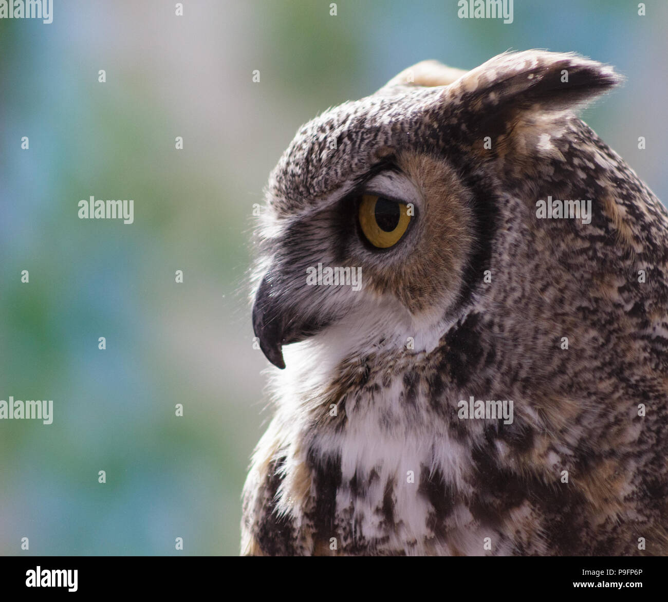 A profile of a Great Horned Owl with its "ears" back looking majestic. Stock Photo