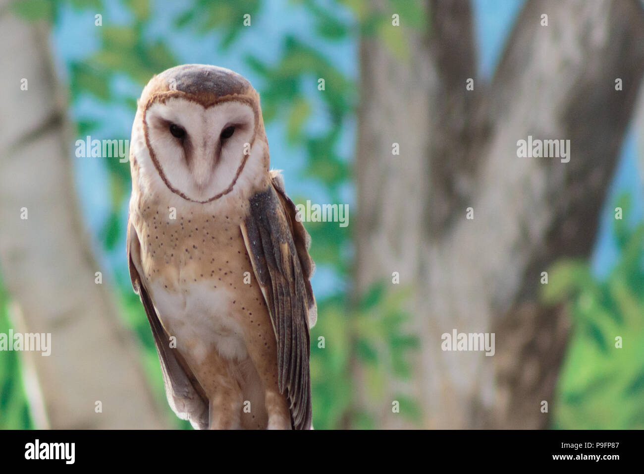 A barn owl's heart shaped face looking down at you Stock Photo
