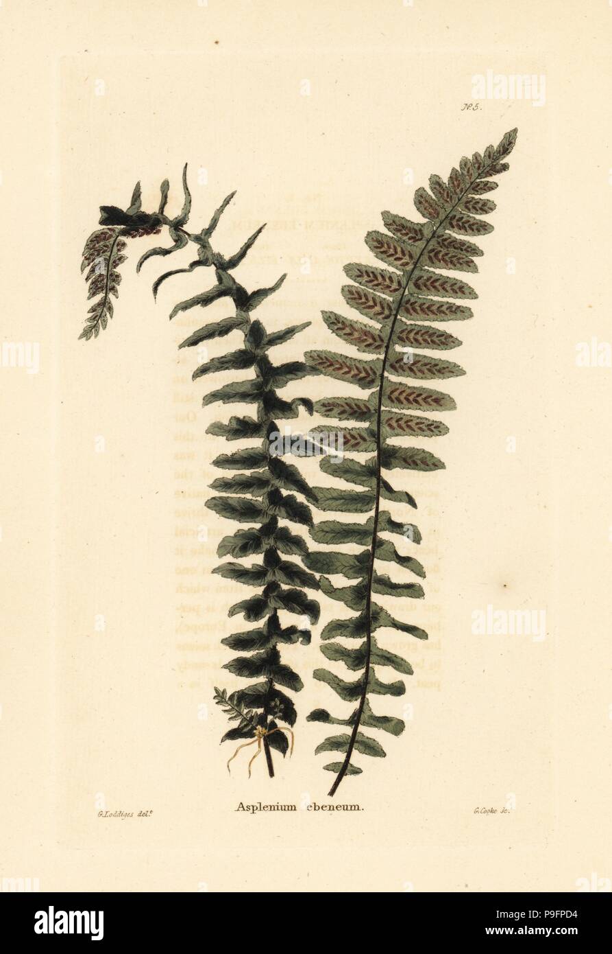 Ebony spleenwort fern, Asplenium platyneuron (Asplenium ebeneum). Handcoloured copperplate engraving by George Cooke after George Loddiges from Conrad Loddiges' Botanical Cabinet, Hackney, 1817. Stock Photo
