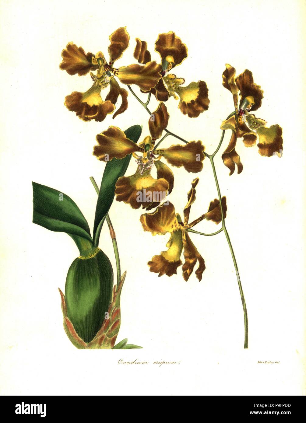Crisped-flowered oncidium orchid, Oncidium crispum.Handcoloured copperplate engraving after a botanical illustration by Miss Jane Taylor from Benjamin Maund and the Rev. John Stevens Henslow's The Botanist, London, 1836. Stock Photo