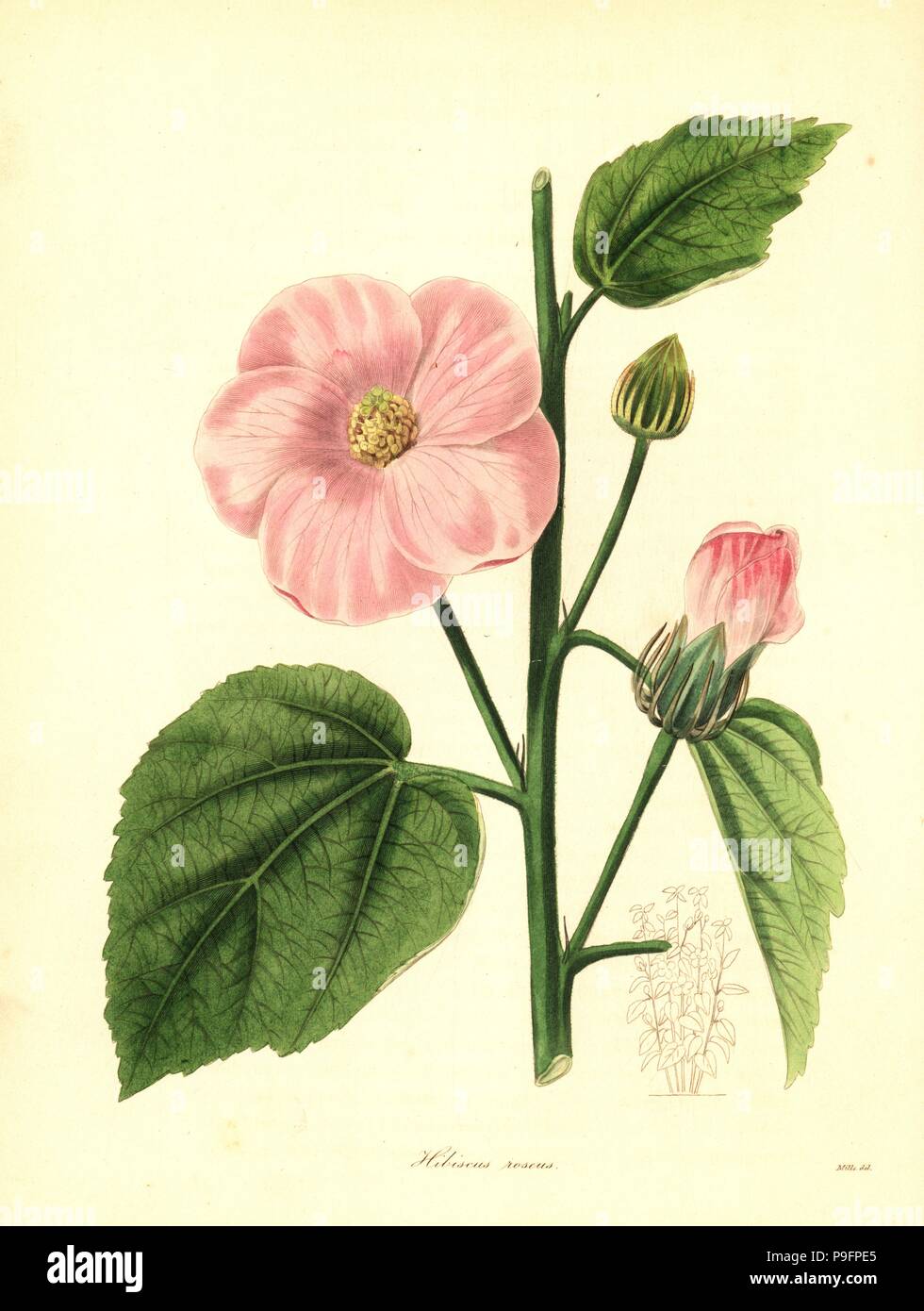 Rose-coloured flowered hibiscus, Hibiscus roseus. Handcoloured copperplate engraving after a botanical illustration by Mills from Benjamin Maund and the Rev. John Stevens Henslow's The Botanist, London, 1836. Stock Photo