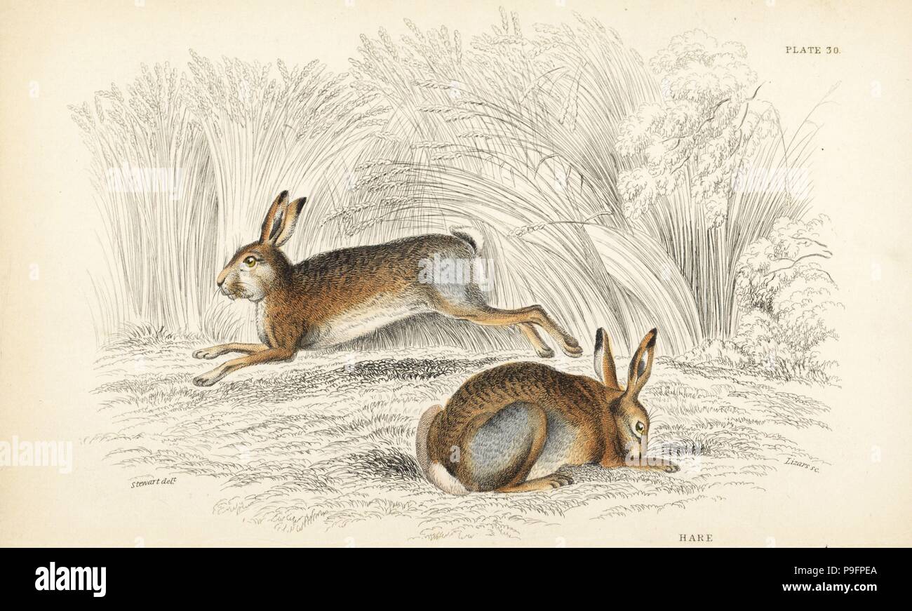 The naturalist's library lizars hi-res stock photography and