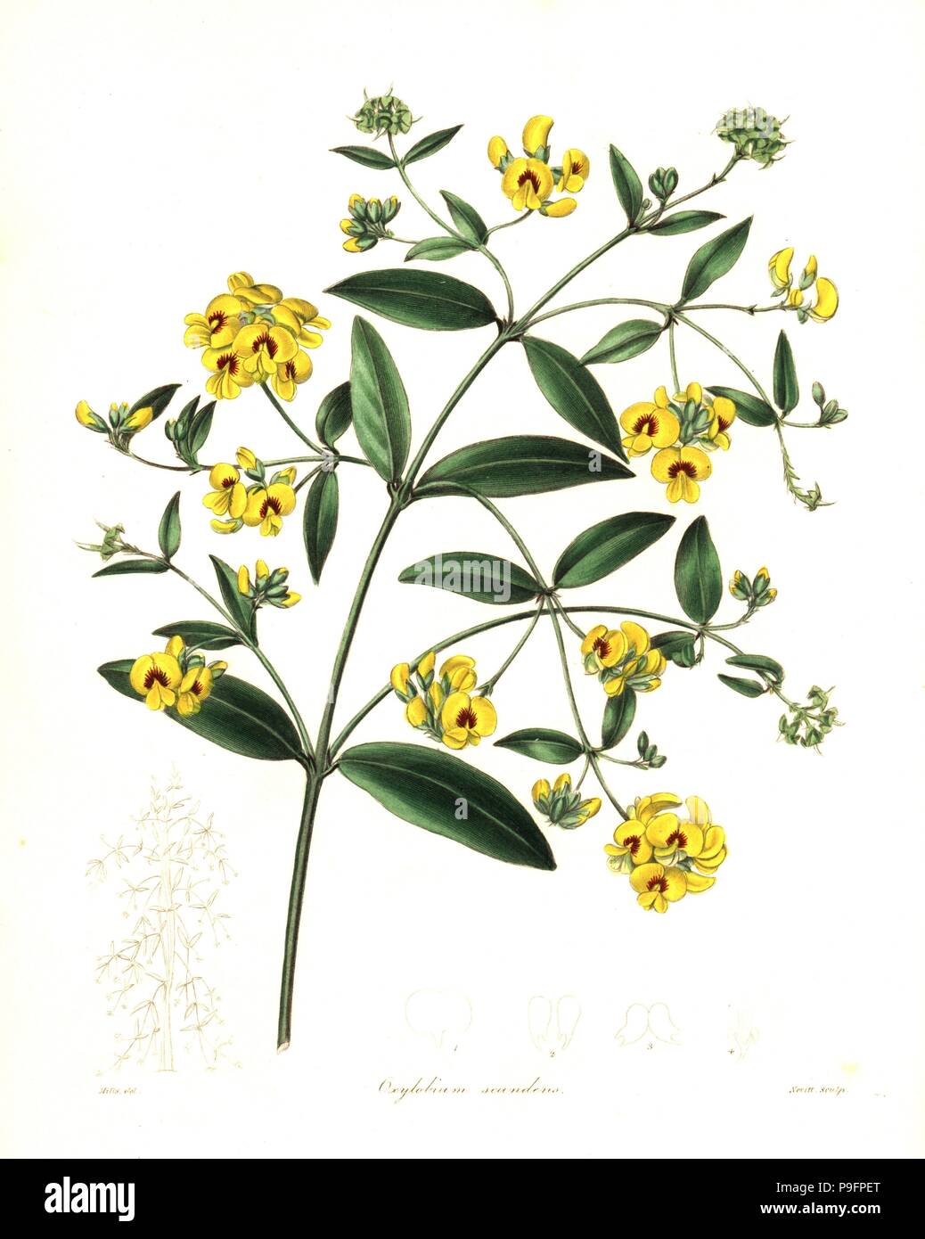 Tree shaggy pea or climbing oxylobium, Oxylobium scandens. Handcoloured copperplate engraving by S. Nevitt after a botanical illustration by Mills from Benjamin Maund and the Rev. John Stevens Henslow's The Botanist, London, 1836. Stock Photo