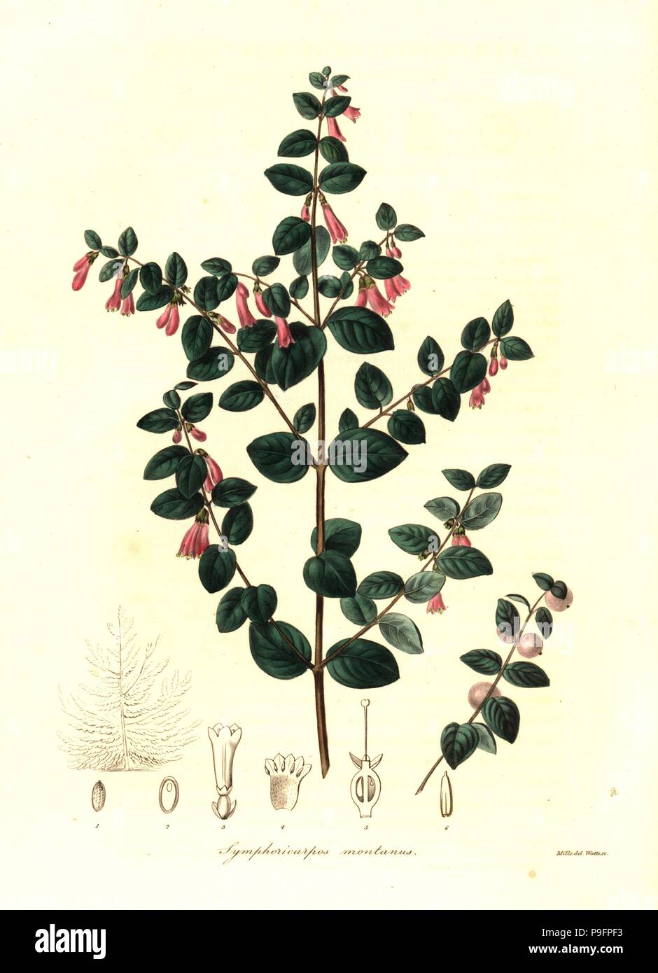 Pink snowberry, Symphoricarpos microphyllus (Mountain St. Peter's wort, Symphoricarpos montanus). Handcoloured copperplate engraving by Watts after a botanical illustration by Mills from Benjamin Maund and the Rev. John Stevens Henslow's The Botanist, London, 1836. Stock Photo