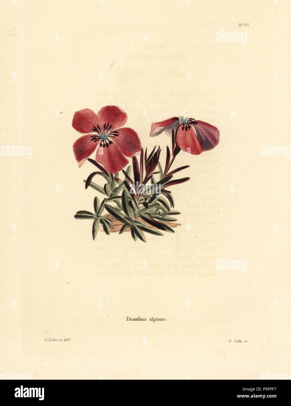 Alpine pink, Dianthus alpinus. Handcoloured copperplate engraving by George Cooke after George Loddiges from Conrad Loddiges' Botanical Cabinet, Hackney, 1817. Stock Photo