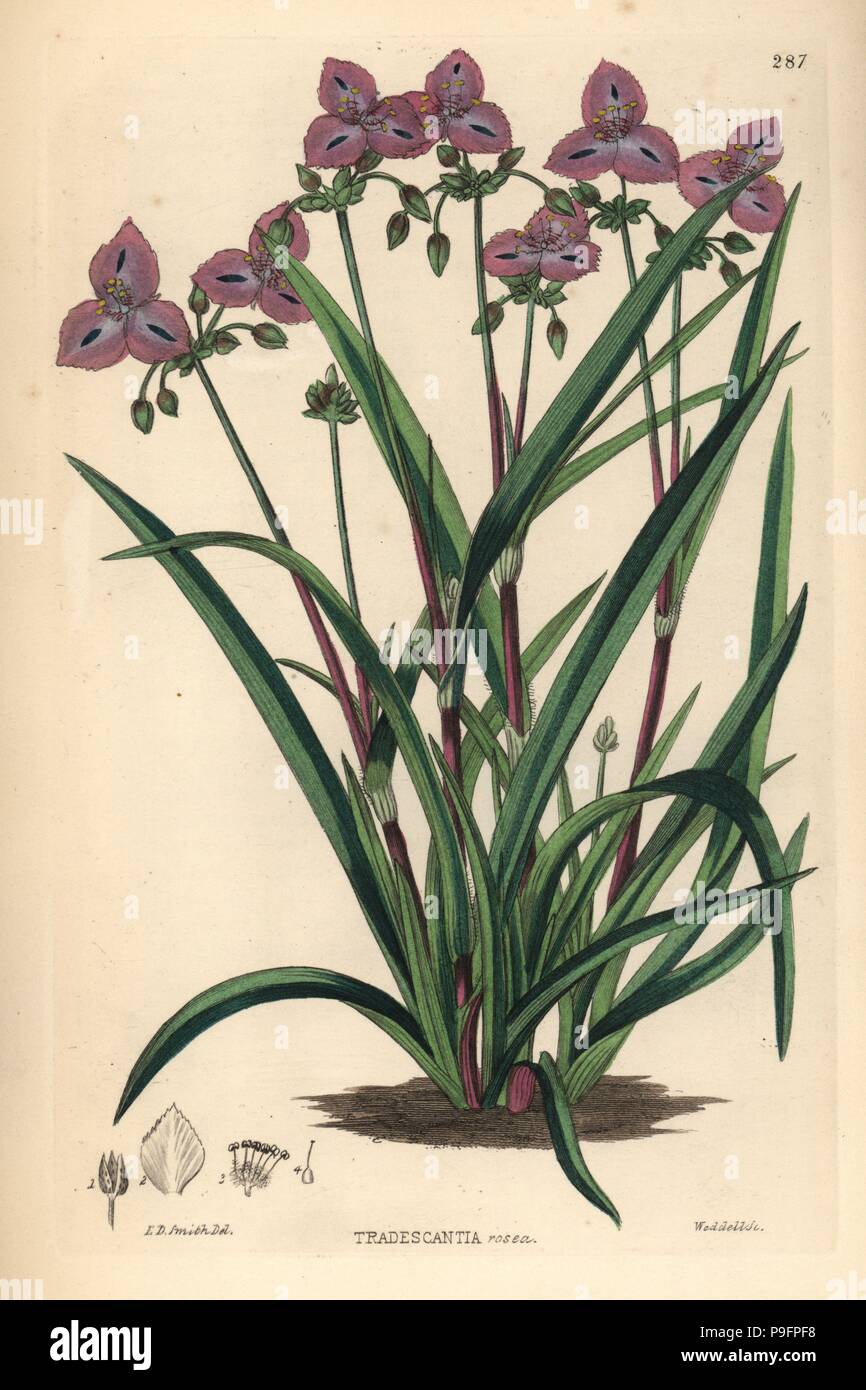 Roseling, Callisia rosea (Rose-coloured tradescantia, Tradescantia rosea). Handcoloured copperplate engraving by Weddell after Edwin Dalton Smith from John Lindley and Robert Sweet's Ornamental Flower Garden and Shrubbery, G. Willis, London, 1854. Stock Photo