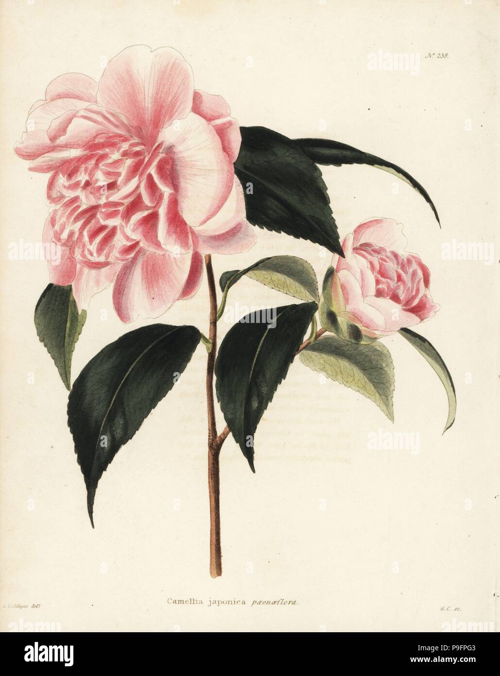 Camellia variety, Camellia japonica paeonaeflora. Handcoloured copperplate engraving by George Cooke after George Loddiges from Conrad Loddiges' Botanical Cabinet, Hackney, 1817. Stock Photo