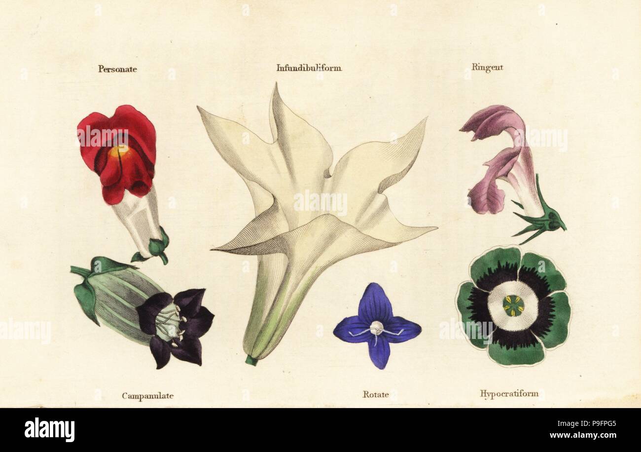 Different types of flower: personate, infundibuliform, ringent, campanulate, rotate and hypocratiform. Handcoloured woodblock engravings from James Main's Popular Botany, Orr and Smith, London, 1835. James Main (1775-1846) was a Scottish gardener, botanist and writer. Stock Photo
