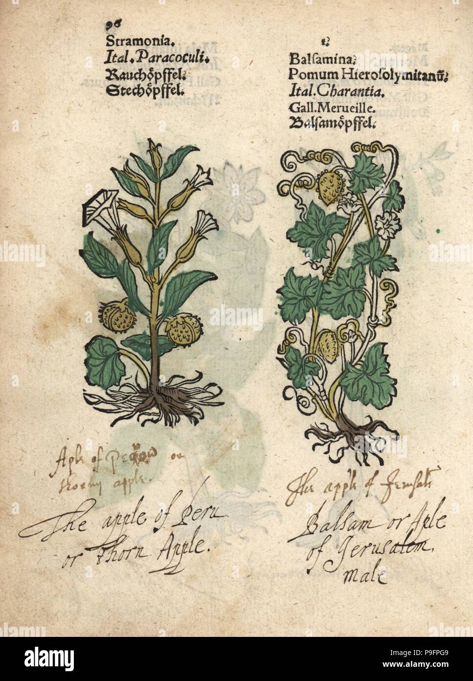 Thorn apple, Datura metel, and balsam apple, Momordica balsamina. Handcoloured woodblock engraving of a botanical illustration from Adam Lonicer's Krauterbuch, or Herbal, Frankfurt, 1557. This from a 17th century pirate edition or atlas of illustrations only, with captions in Latin, Greek, French, Italian, German, and in English manuscript. Stock Photo