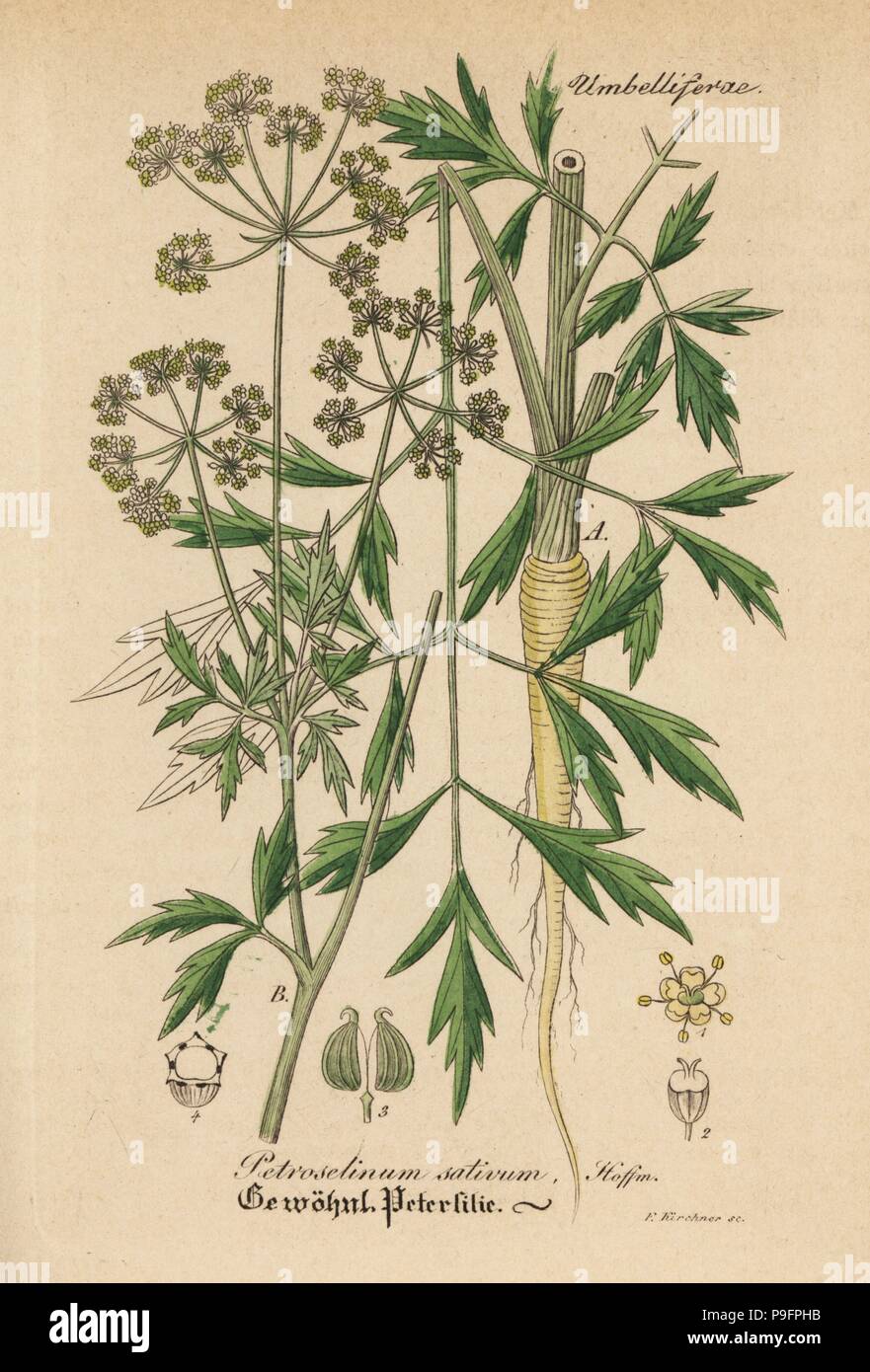 Parsley, Petroselinum sativum. Handcoloured copperplate engraving from Dr. Willibald Artus' Hand-Atlas sammtlicher mediinisch-pharmaceutischer Gewachse, (Handbook of all medical-pharmaceutical plants), Jena, 1876. Stock Photo