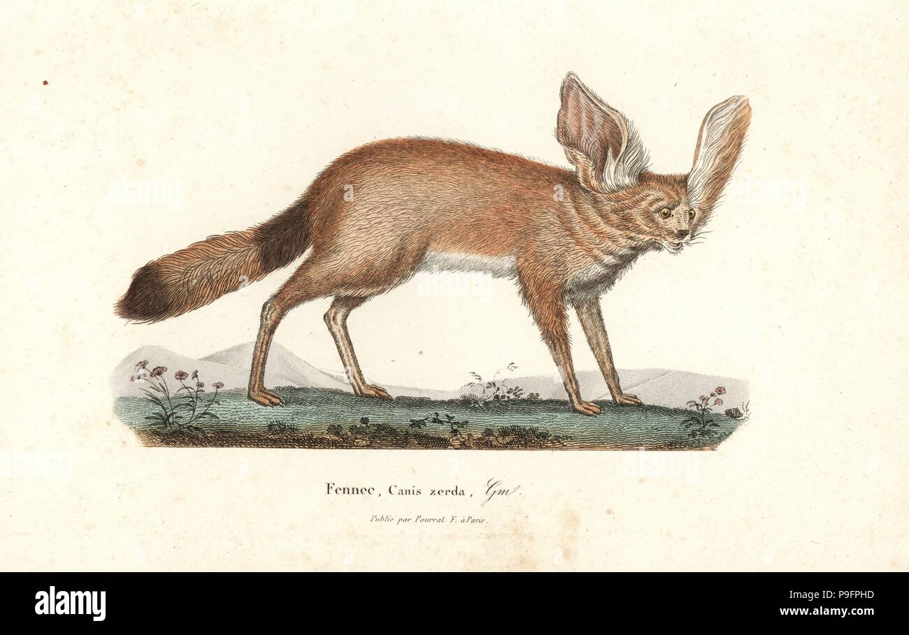 Fennec fox or fennec, Vulpes zerda. Handcoloured copperplate engraving from Rene Primevere Lesson's Complements de Buffon, Pourrat Freres, Paris, 1838. Stock Photo