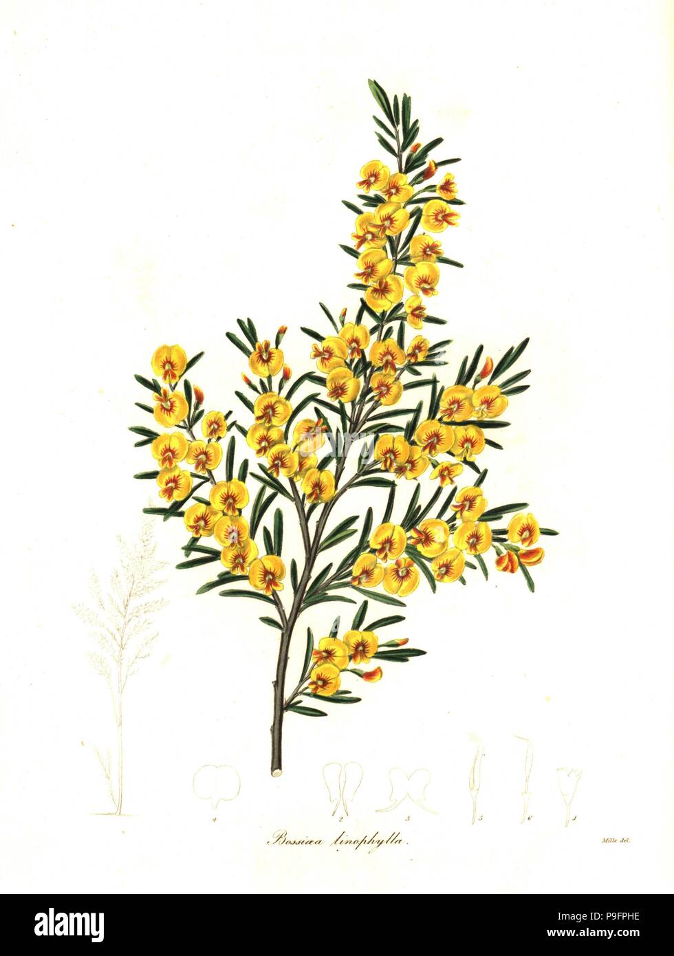 Flax-leaved bossiaea, Bossiaea linophylla. Handcoloured copperplate engraving after a botanical illustration by Mills from Benjamin Maund and the Rev. John Stevens Henslow's The Botanist, London, 1836. Stock Photo