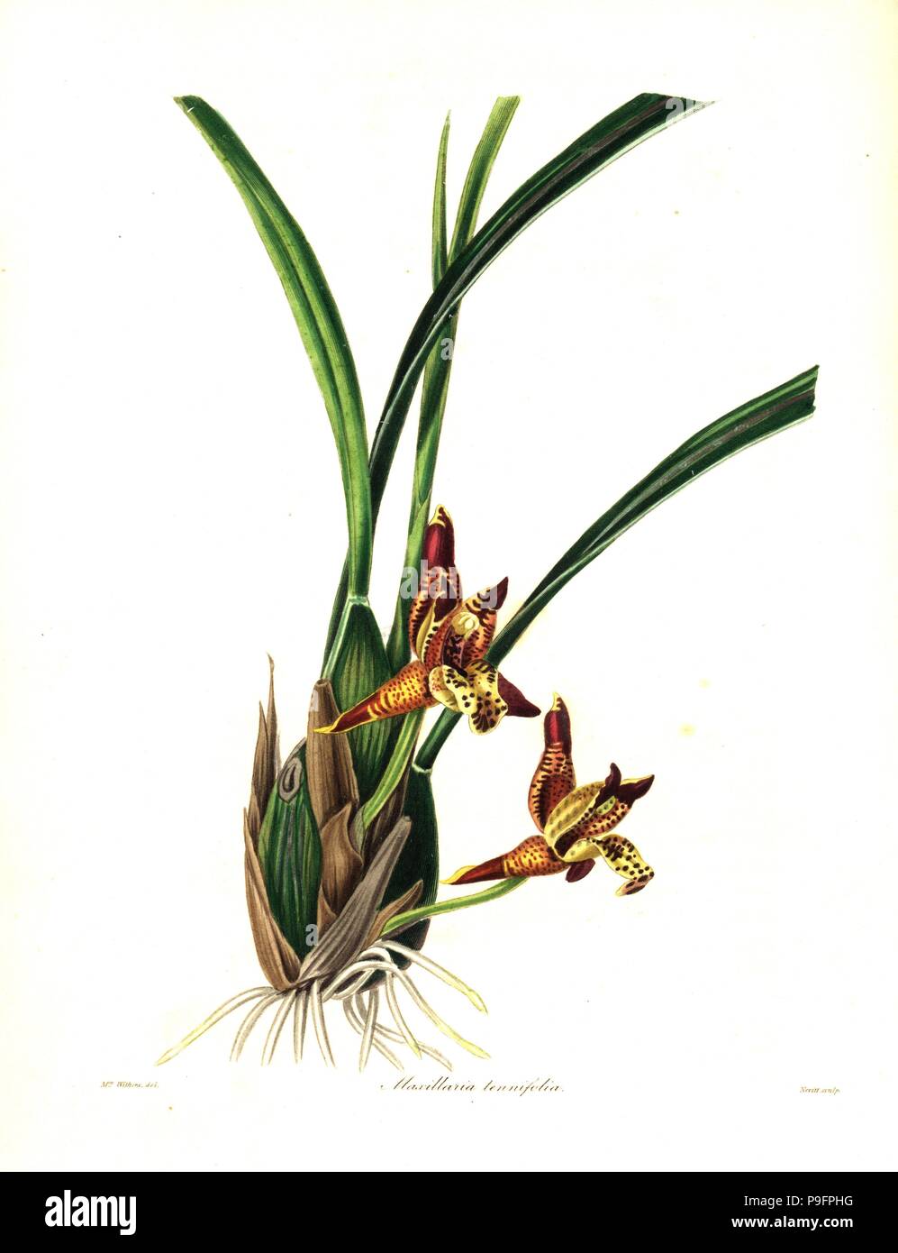Delicate-leafed maxillaria or coconut pie orchid, Maxillariella tenuifolia. (Narrow-leaved maxillaria, Maxillaria tenuifolia). Handcoloured copperplate engraving by S. Nevitt after a botanical illustration by Mrs Augusta Withers from Benjamin Maund and the Rev. John Stevens Henslow's The Botanist, London, 1836. Stock Photo