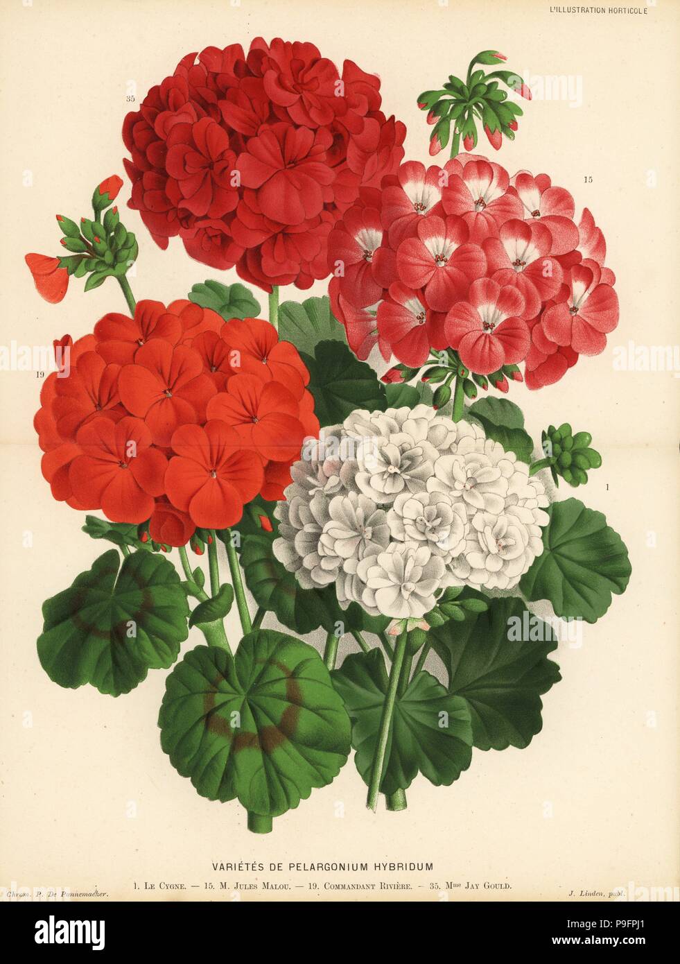 Geranium varieties, Pelargonium hybridum: Le Cygne, M. Jules Malou,  Commandant Riviere and Madame Jay Gould. Chromolithograph by P. de  Pannemaeker from Jean Linden's l'Illustration Horticole, Brussels, 1883  Stock Photo - Alamy