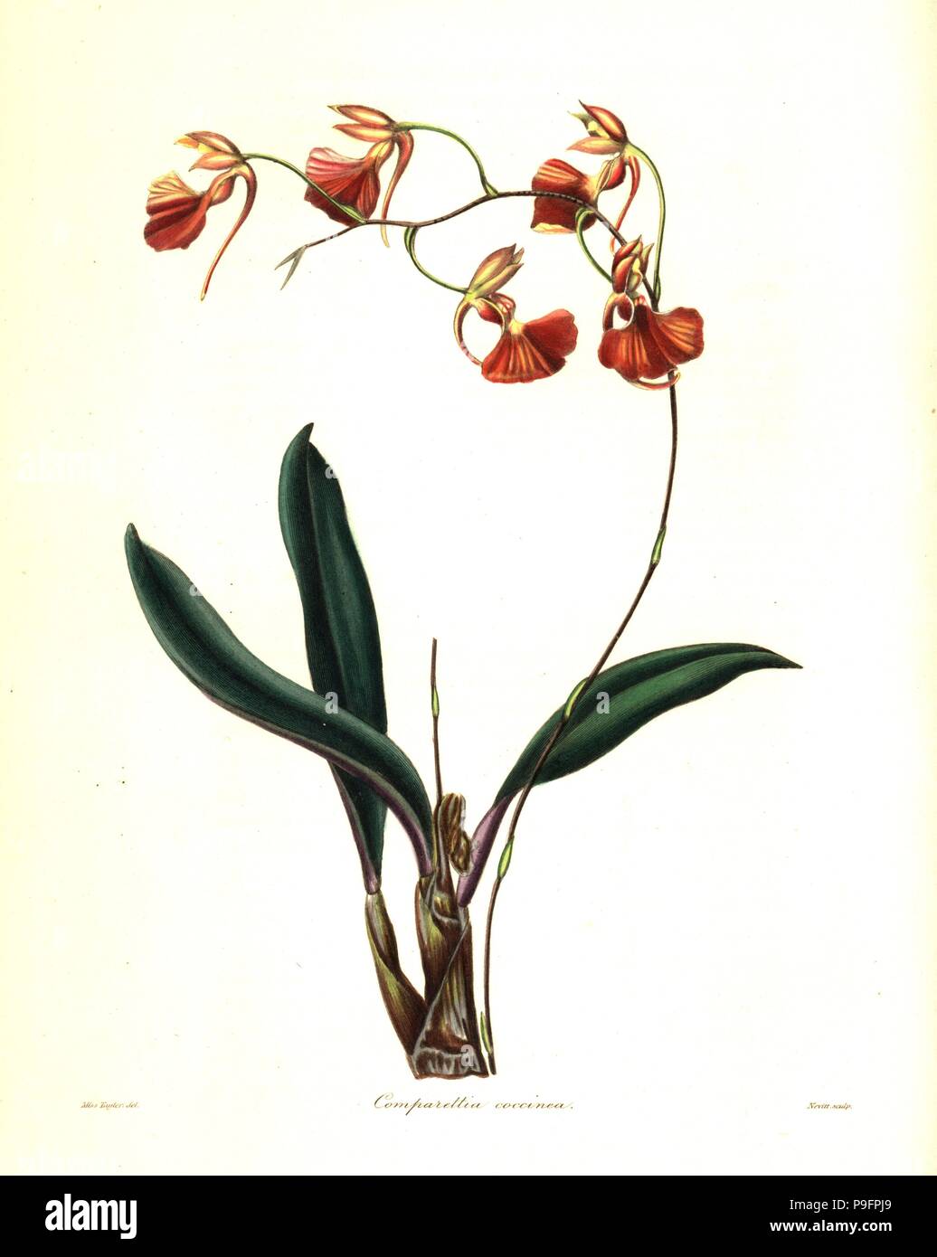Crimson-flowered comparettia orchid, Comparettia coccinea. Handcoloured copperplate engraving by S. Nevitt after a botanical illustration by Miss Jane Taylor from Benjamin Maund and the Rev. John Stevens Henslow's The Botanist, London, 1836. Stock Photo