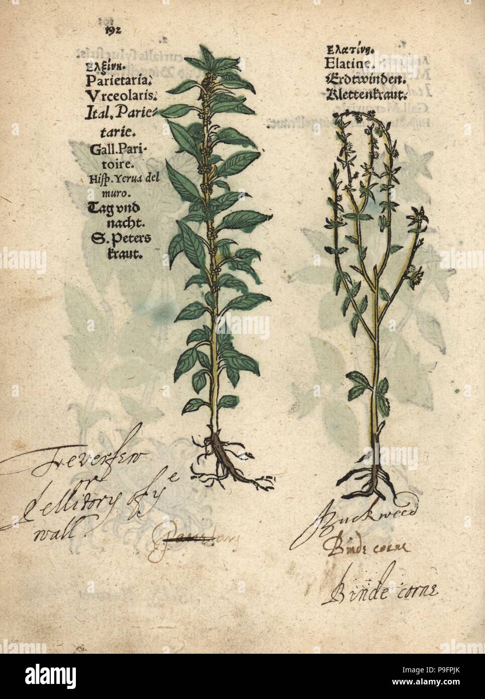 Pellitory of the wall, Parietaria officinalis, and unknown plant, Elatine. Handcoloured woodblock engraving of a botanical illustration from Adam Lonicer's Krauterbuch, or Herbal, Frankfurt, 1557. This from a 17th century pirate edition or atlas of illustrations only, with captions in Latin, Greek, French, Italian, German, and in English manuscript. Stock Photo