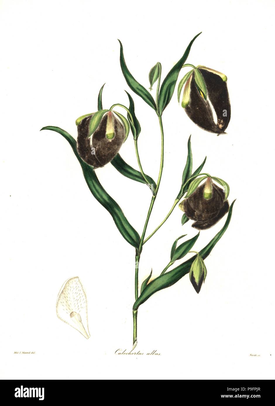 White calochortus, Calochortus albus. Oxidized handcoloured copperplate engraving by S. Nevitt after a botanical illustration by Miss Sara Maund from Benjamin Maund and the Rev. John Stevens Henslow's The Botanist, London, 1836. Stock Photo