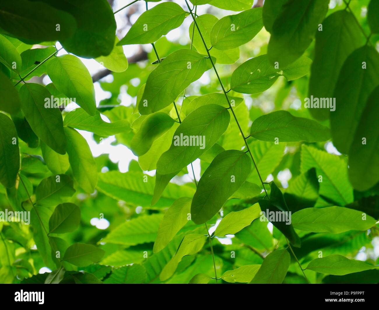 Fresh green leaf of Korea Stock Photo - Alamy