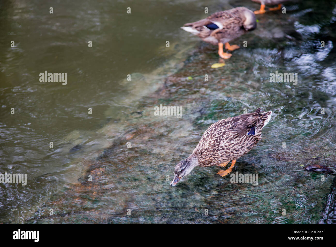 cute duck drinking and watching on waterfal. Beauty in nature concept Stock Photo