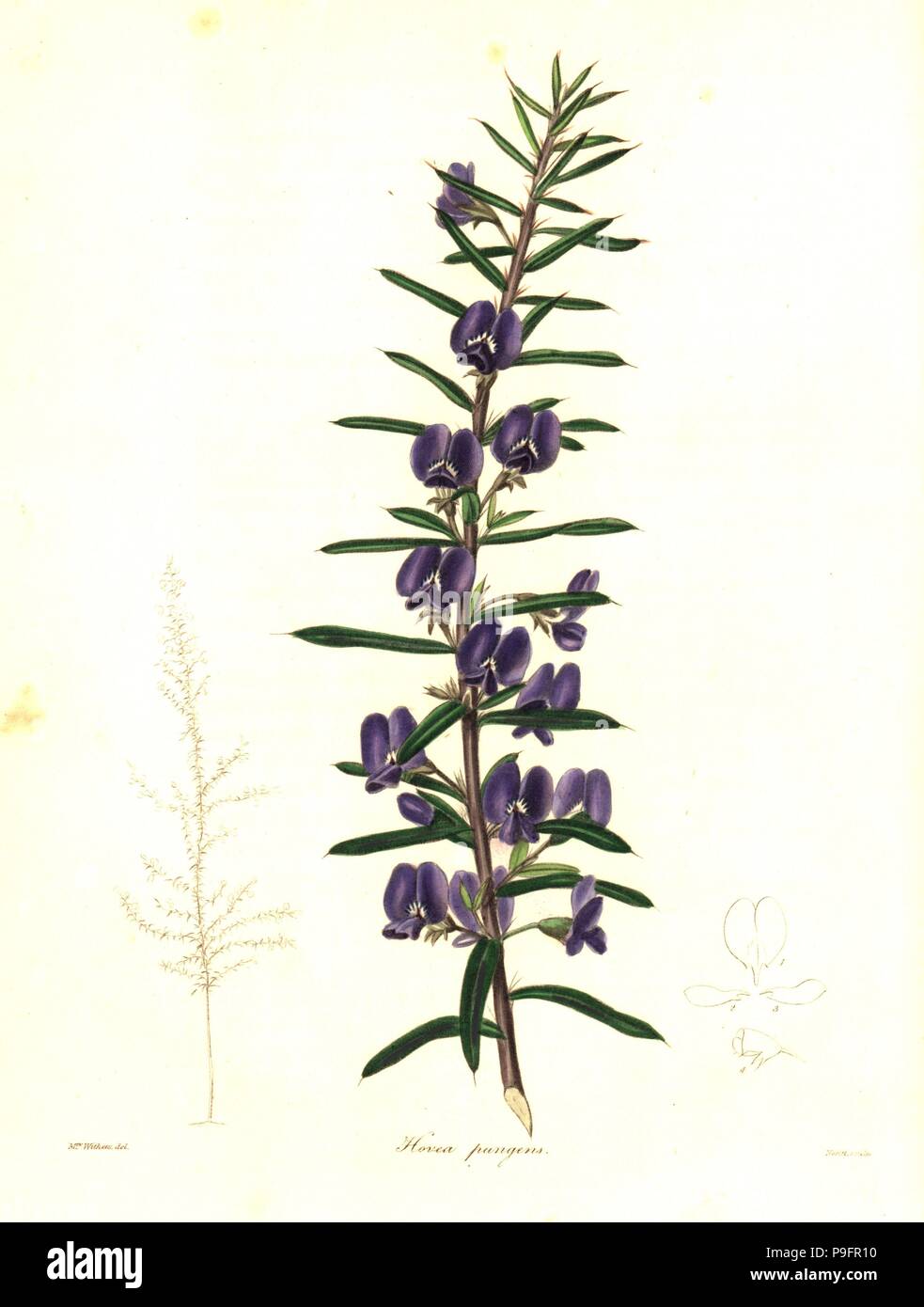 Devil's pins or pungent hovea, Hovea pungens. Handcoloured copperplate engraving by S. Nevitt after a botanical illustration by Mrs Augusta Withers from Benjamin Maund and the Rev. John Stevens Henslow's The Botanist, London, 1836. Stock Photo