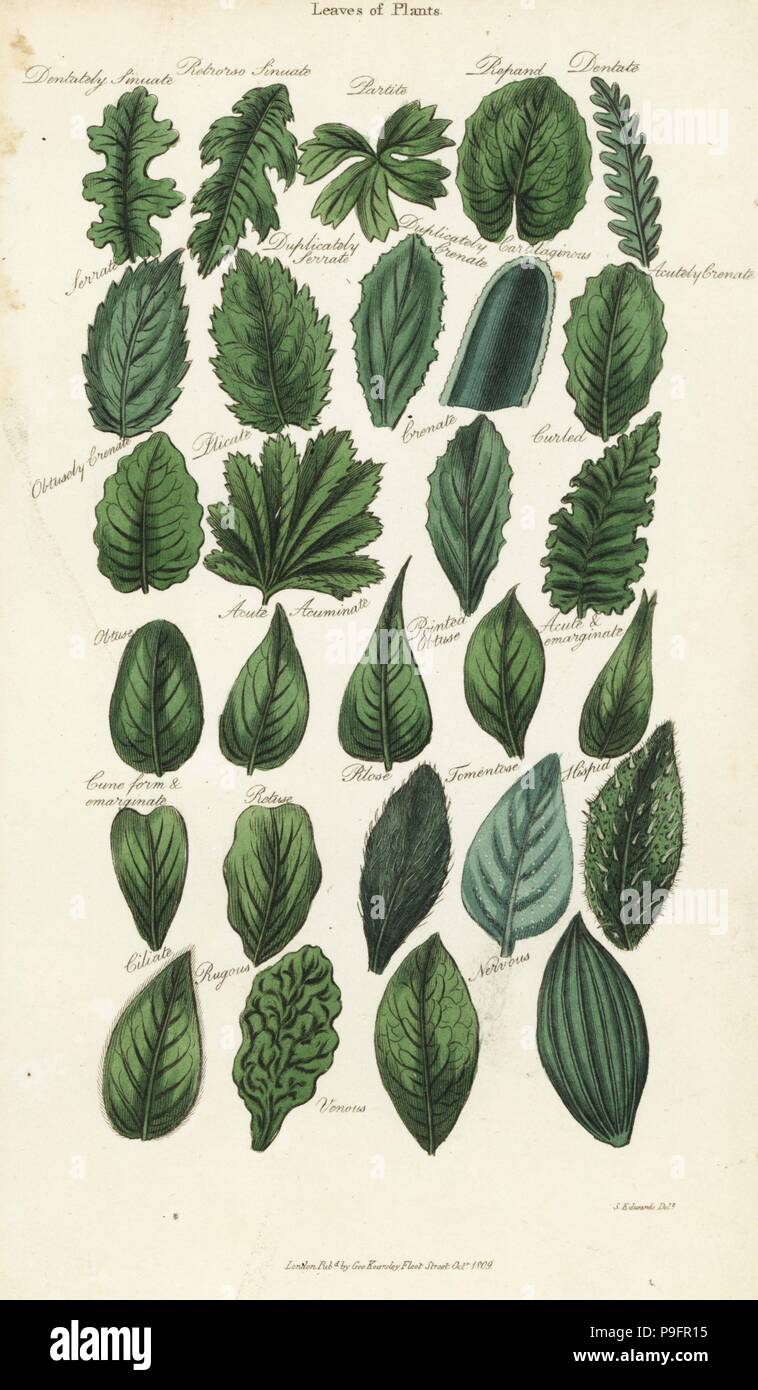 Types of leaves of plants. Handcoloured copperplate engraving after Sydenham Edwards from John Mason Good's Pantologia, a New Encyclopedia, G. Kearsley, London, 1813. Stock Photo