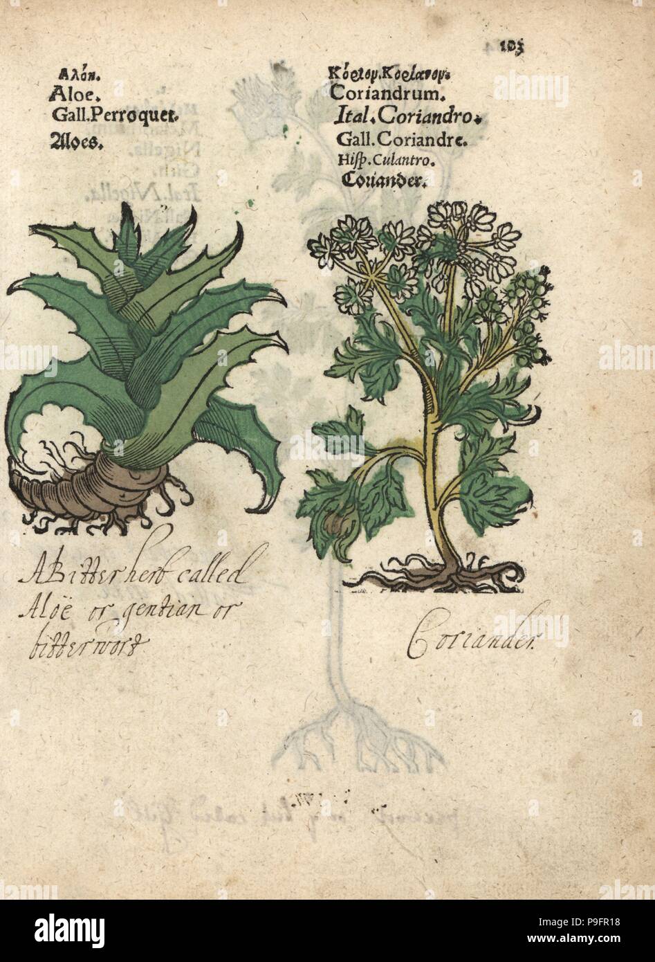 Aloe vera and coriander, Coriandrum sativum. Handcoloured woodblock  engraving of a botanical illustration from Adam Lonicer's Krauterbuch, or  Herbal, Frankfurt, 1557. This from a 17th century pirate edition or atlas  of illustrations