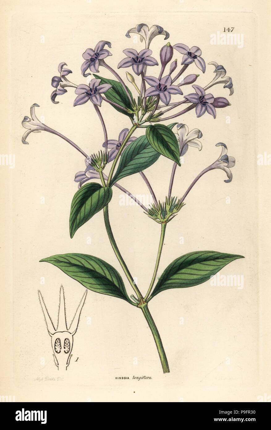 Long-flowered hindsia, Hindsia longiflora. Handcoloured copperplate engraving by G. Barclay after Miss Sarah Drake from John Lindley and Robert Sweet's Ornamental Flower Garden and Shrubbery, G. Willis, London, 1854. Stock Photo