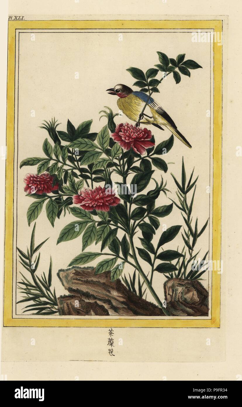 La Petite Rose De La Chine A 5 Feuilles Et A Fleurs Doubles