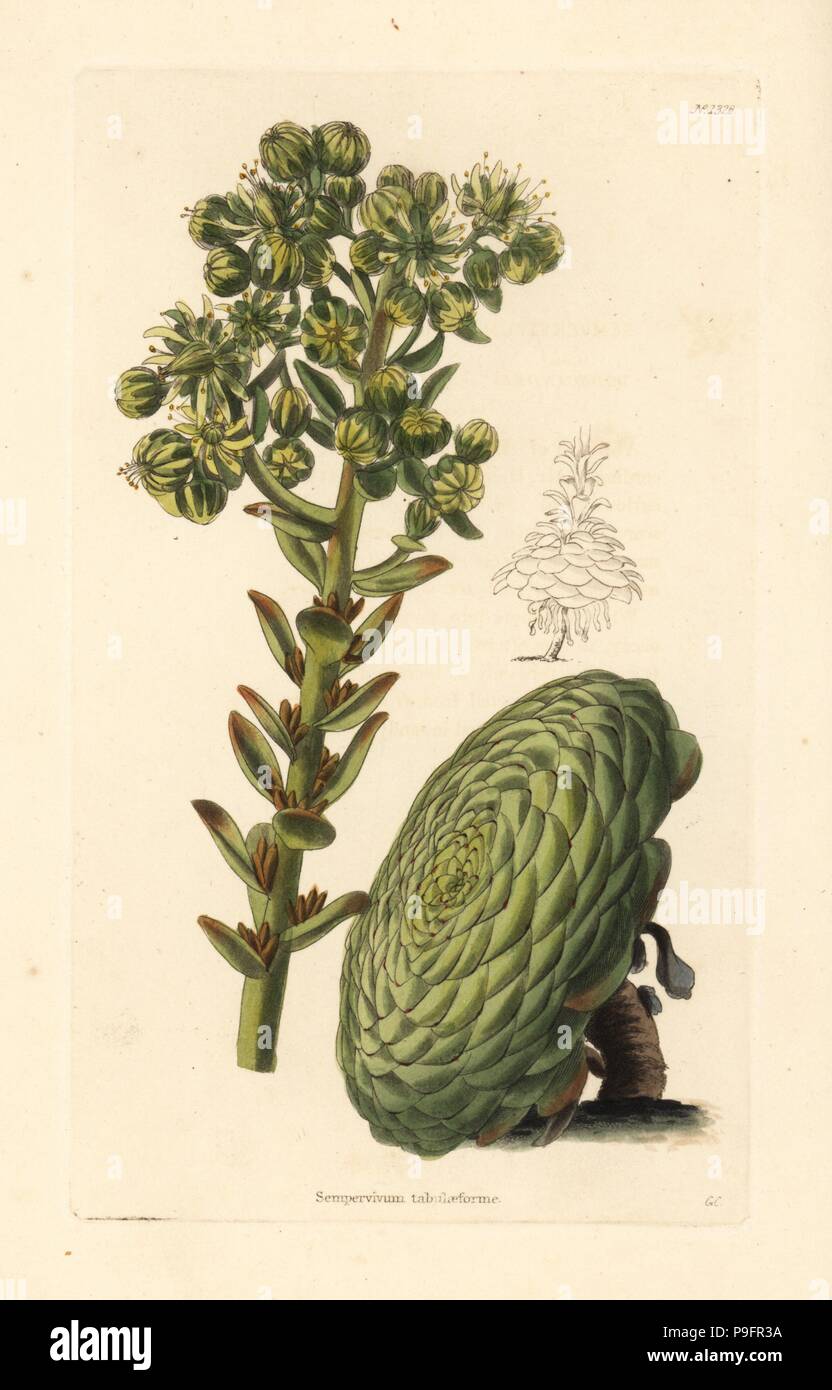 Flat-topped aeonium or saucer plant, Aeonium tabuliforme (Sempervivum tabulaeforme). Handcoloured copperplate engraving by George Cooke from Conrad Loddiges' Botanical Cabinet, Hackney, 1828. Stock Photo
