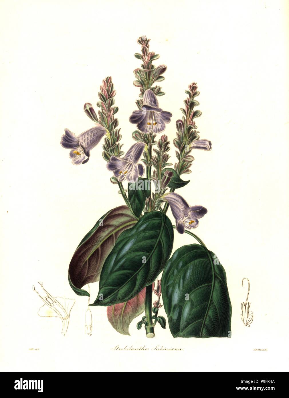 Mr. Sabine's strobilanthes, Strobilanthes sabiniana. Handcoloured copperplate engraving by S. Nevitt after a botanical illustration by Mills from Benjamin Maund and the Rev. John Stevens Henslow's The Botanist, London, 1836. Stock Photo