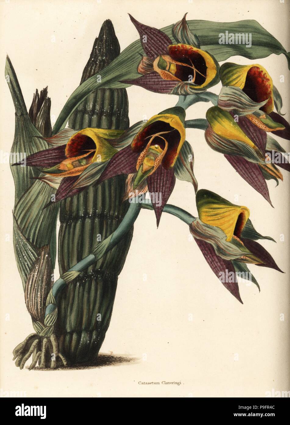 Large-fruited catasetum orchid, Catasetum macrocarpum (Catasetum claveringii). Handcoloured copperplate engraving by George Cooke from Conrad Loddiges' Botanical Cabinet, Hackney, 1828. Stock Photo