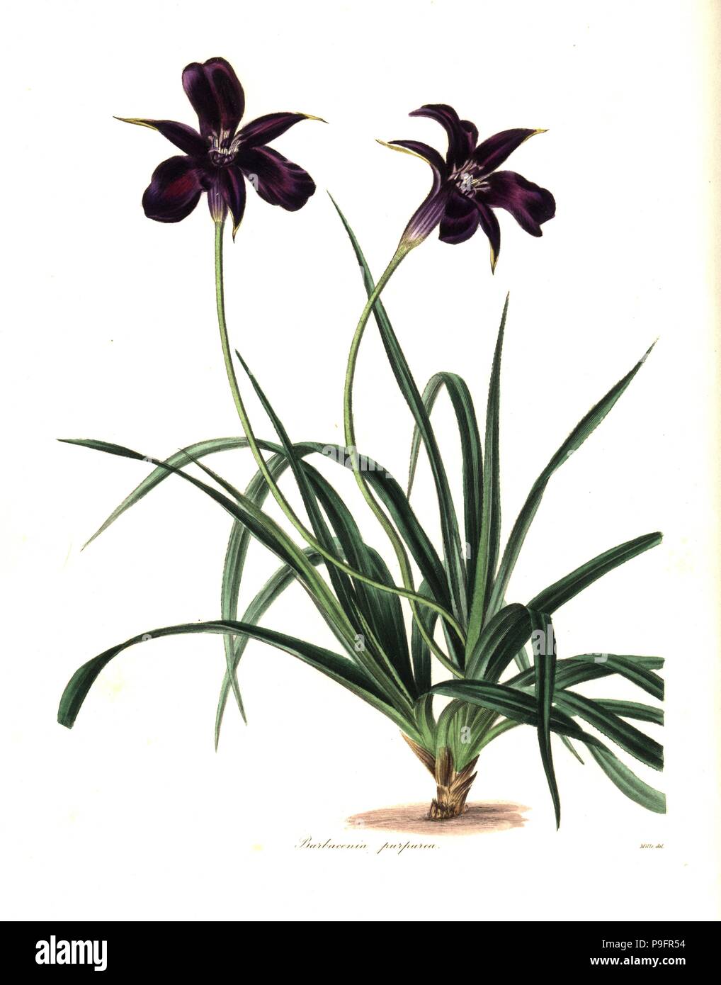 Purple-flowered barbacenia, Barbacenia purpurea. Handcoloured copperplate engraving after a botanical illustration by Mills from Benjamin Maund and the Rev. John Stevens Henslow's The Botanist, London, 1836. Stock Photo