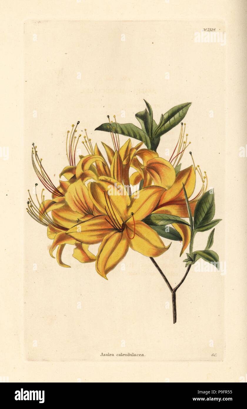 Rhododendron calendulaceum (Azalea calendulacea). Handcoloured copperplate engraving by George Cooke from Conrad Loddiges' Botanical Cabinet, Hackney, 1828. Stock Photo