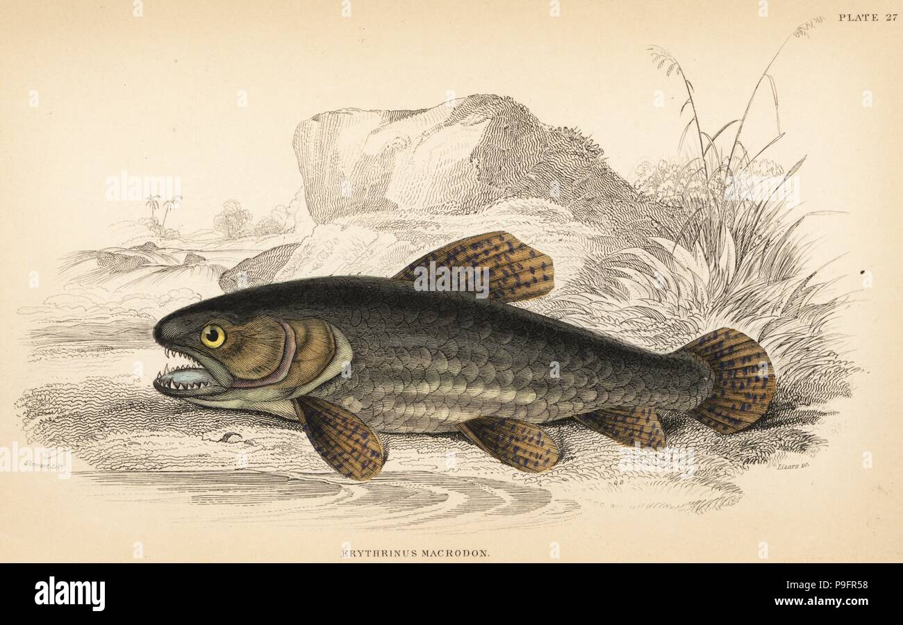 Wolf fish, tiger fish or trahira, Hoplias malabaricus (Haimura, Erythrinus macrodon). Handcoloured steel engraving by W.H. Lizars after an illustration by James Stewart from Robert Schomburgk's Fishes of Guiana, part of Sir William Jardine's Naturalist's Library: Ichthyology, Edinburgh, 1841. Stock Photo
