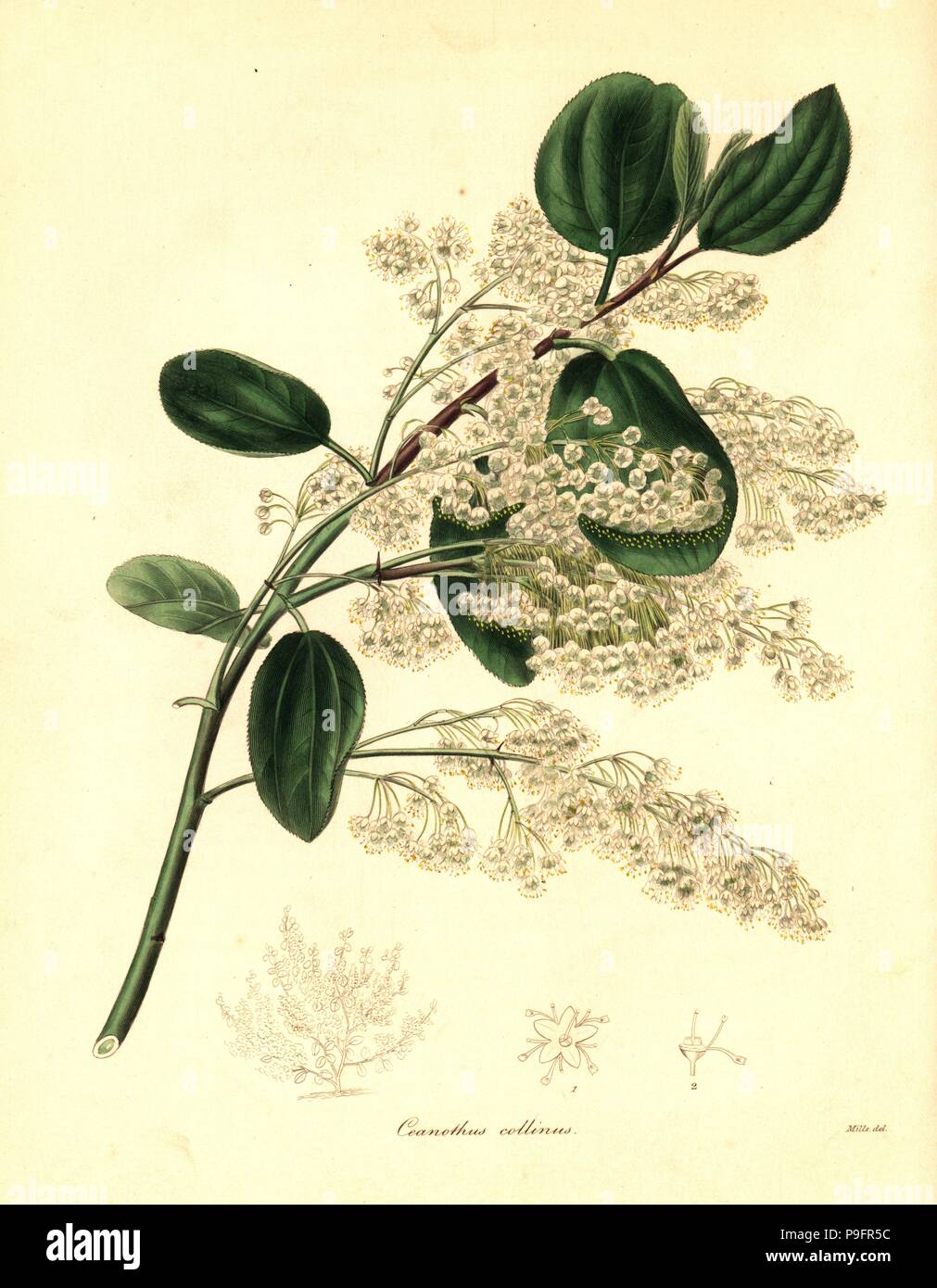 California lilac, Ceanothus species (Ceanothus of the hills, Ceanothus collinus). Handcoloured copperplate engraving after a botanical illustration by Mills from Benjamin Maund and the Rev. John Stevens Henslow's The Botanist, London, 1836. Stock Photo