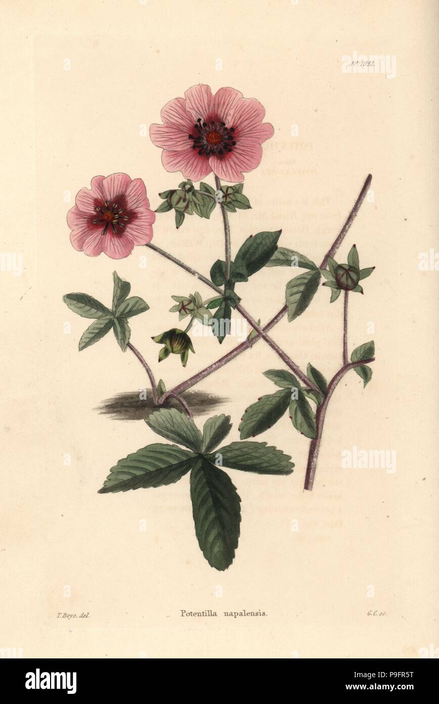 Cinquefoil, Potentilla nepalensis. Handcoloured copperplate engraving by George Cooke after Thomas Shotter Boys from Conrad Loddiges' Botanical Cabinet, Hackney, 1825. Stock Photo