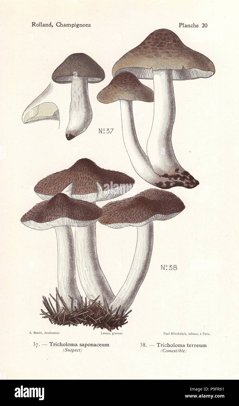 Soap-scented toadstool, Tricholoma saponaceum, and grey knight mushroom, Tricholoma terreum. Chromolithograph by Lassus after an illustration by A. Bessin from Leon Rolland's Guide to Mushrooms from France, Switzerland and Belgium, Atlas des Champignons, Paul Klincksieck, Paris, 1910. Stock Photo