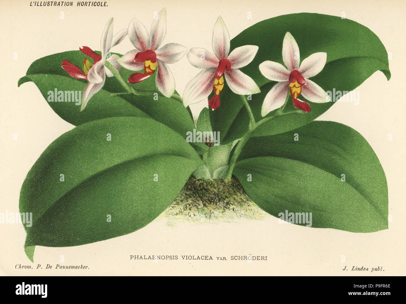 Phalaenopsis × gersenii (Phalaenopsis violacea var. schroderi). Chromolithograph by Pieter de Pannemaeker from Jean Linden's l'Illustration Horticole, Brussels, 1885. Stock Photo