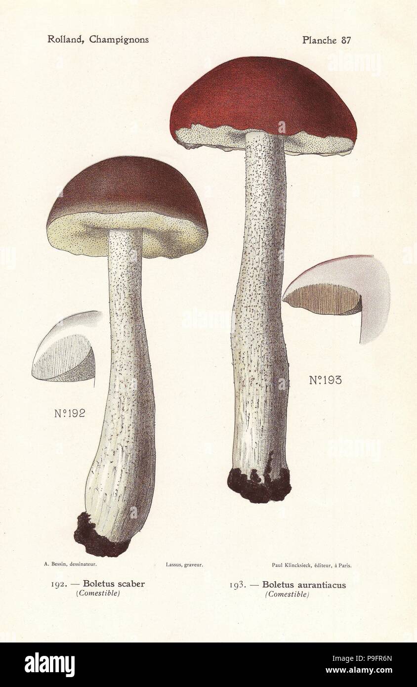 Rough-stemmed bolete, Boletus scaber and red-capped scaber stalk, Leccinum aurantiacum (Boletus aurantiacus). Chromolithograph by Lassus after an illustration by A. Bessin from Leon Rolland's Guide to Mushrooms from France, Switzerland and Belgium, Atlas des Champignons, Paul Klincksieck, Paris, 1910. Stock Photo