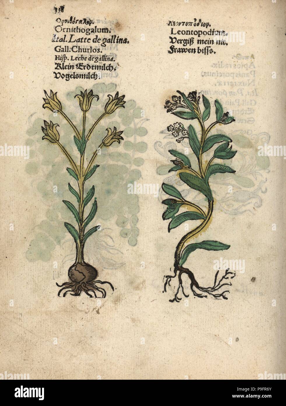 Star of Bethlehem, Ornithogalum umbellatum, and edelweiss, Leontopodium alpinum. Handcoloured woodblock engraving of a botanical illustration from Adam Lonicer's Krauterbuch, or Herbal, Frankfurt, 1557. This from a 17th century pirate edition or atlas of illustrations only, with captions in Latin, Greek, French, Italian, German, and in English manuscript. Stock Photo