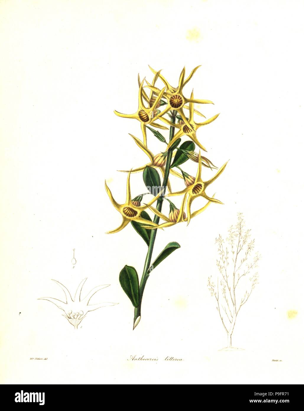 Yellow tailflower or sea-coast anthocercis, Anthocercis littorea. Handcoloured copperplate engraving by S. Nevitt after a botanical illustration by Mrs Augusta Withers from Benjamin Maund and the Rev. John Stevens Henslow's The Botanist, London, 1836. Stock Photo