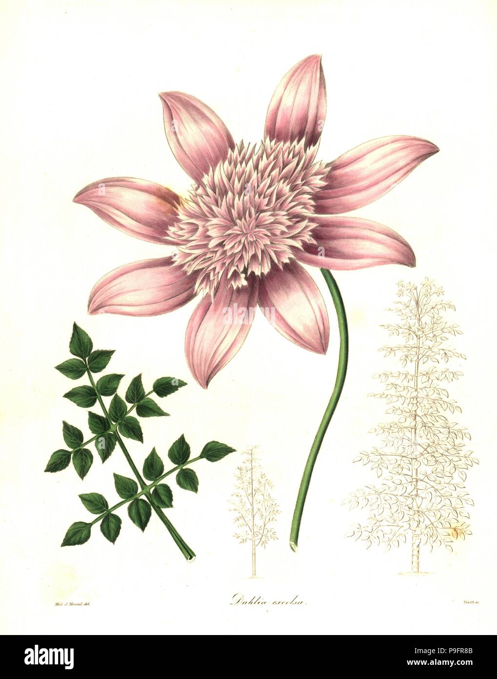 Tree dahlia, Dahlia excelsa. Handcoloured copperplate engraving by S. Nevitt after a botanical illustration by Miss Sara Maund from Benjamin Maund and the Rev. John Stevens Henslow's The Botanist, London, 1836. Stock Photo