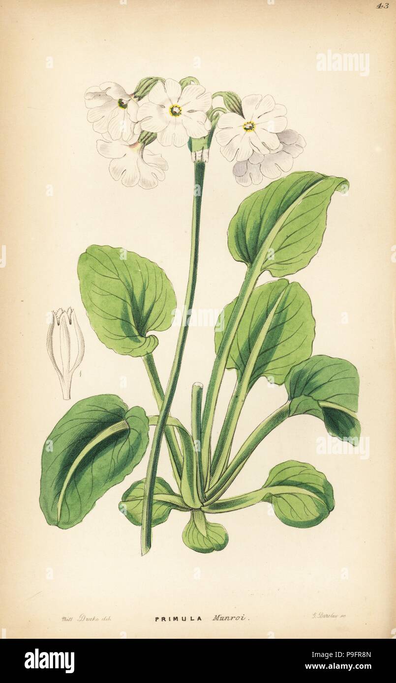 Tall pale primrose, Primula involucrata (Captain Munro's primrose, Primula munroi). Handcoloured copperplate engraving by G. Barclay after Miss Sarah Drake from John Lindley and Robert Sweet's Ornamental Flower Garden and Shrubbery, G. Willis, London, 1854. Stock Photo