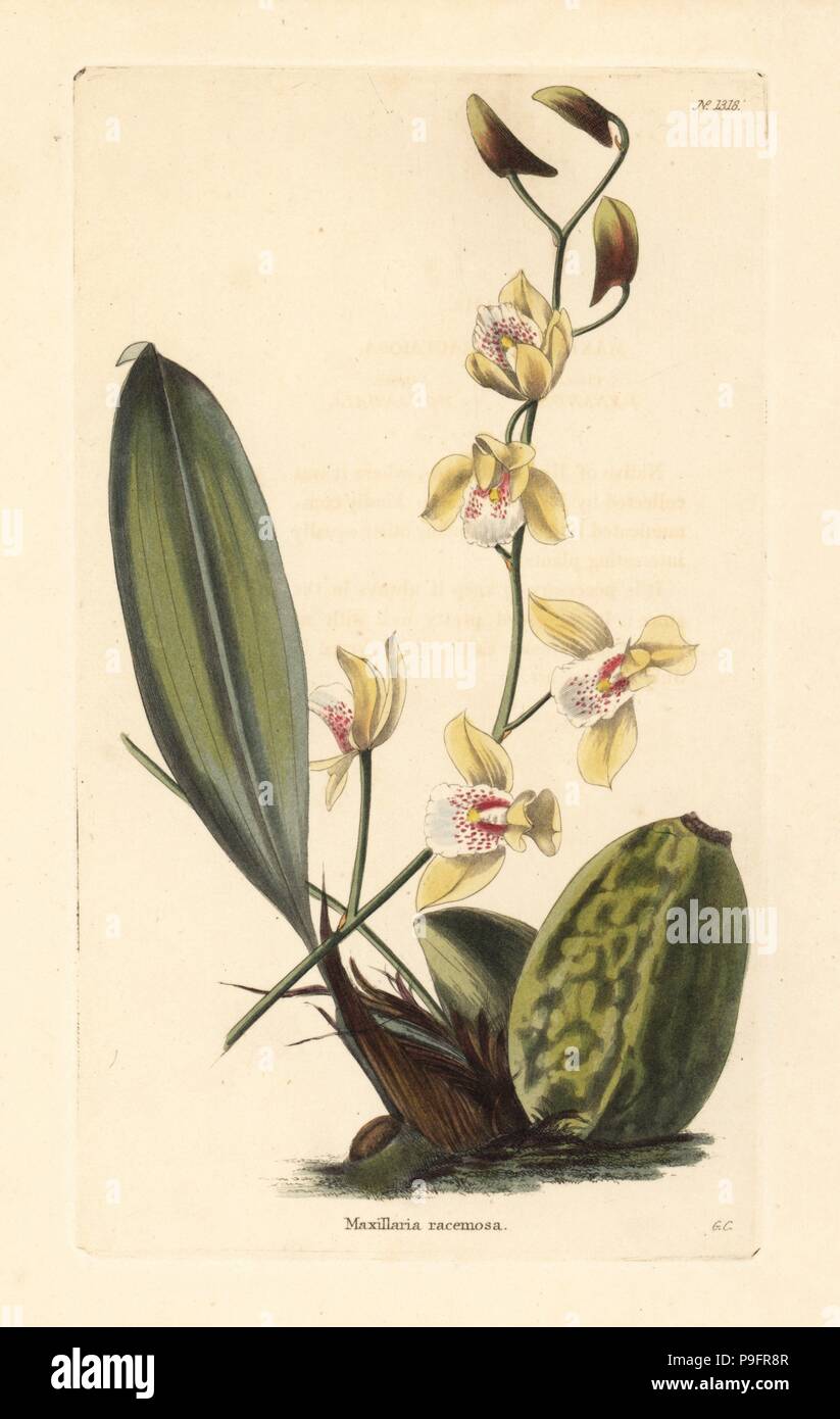 Bifrenaria racemosa orchid (Maxillaria racemosa). Handcoloured copperplate engraving by George Cooke from Conrad Loddiges' Botanical Cabinet, Hackney, 1828. Stock Photo