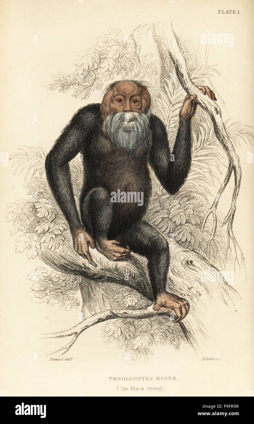 Common chimpanzee, Pan troglodytes (Black orang, Troglodytes niger). Endangered. From a stuffed